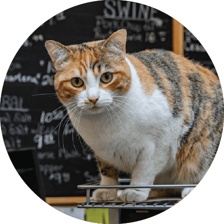 Kitten sitting on counter in feed store