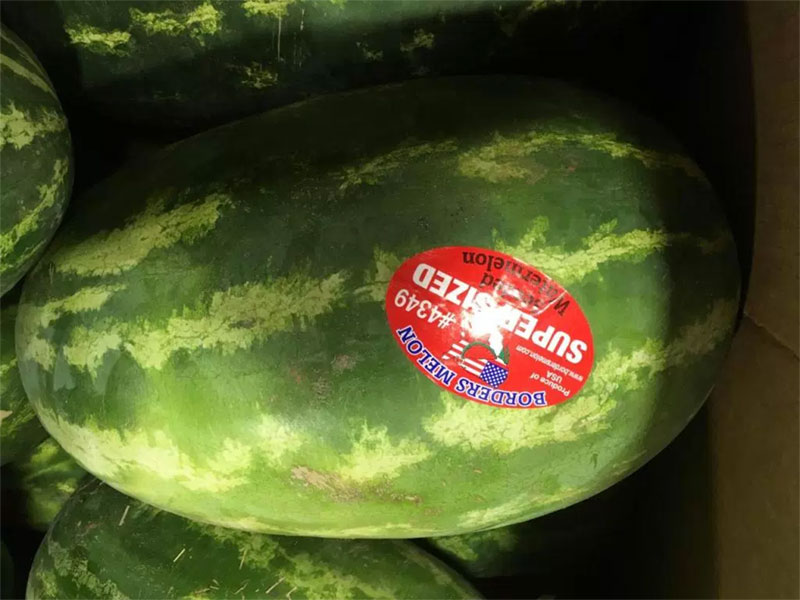 Supersized Watermelons Arrived